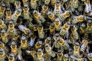 蜜蜂科學(xué)養(yǎng)殖技術(shù)