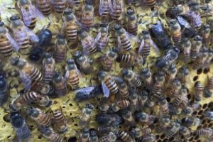 「基礎(chǔ)篇」蜜蜂的種類大全及優(yōu)缺點(diǎn)