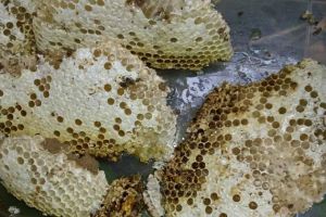 蜂巢價格多少錢一斤？