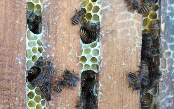 我國養有多少群中蜂？