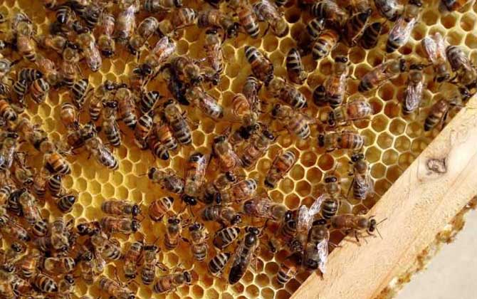 蜂王產卵后還會交尾嗎？