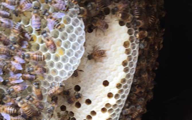 野蜜蜂是怎樣過冬的？