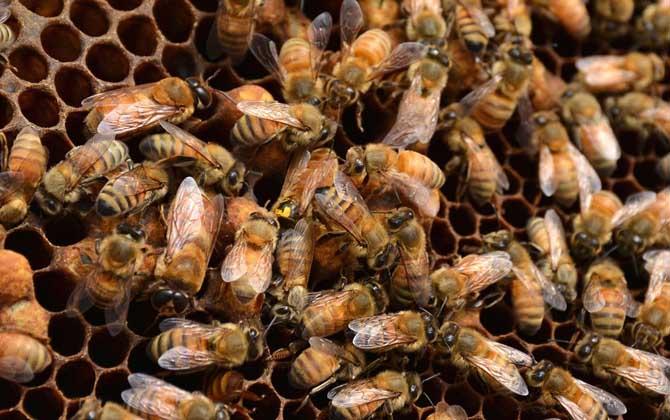 蜂王死了蜂群會跑嗎？