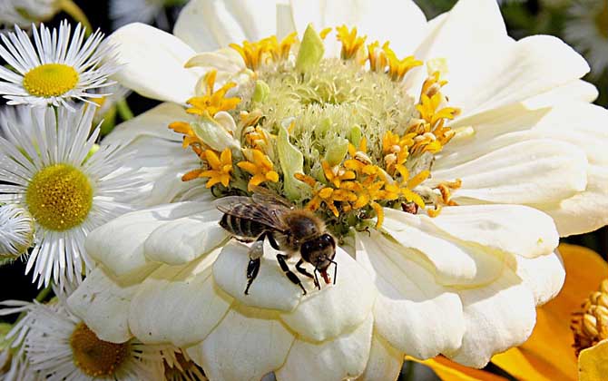 蜜蜂毒刺鉆進(jìn)肉里會(huì)消失嗎？