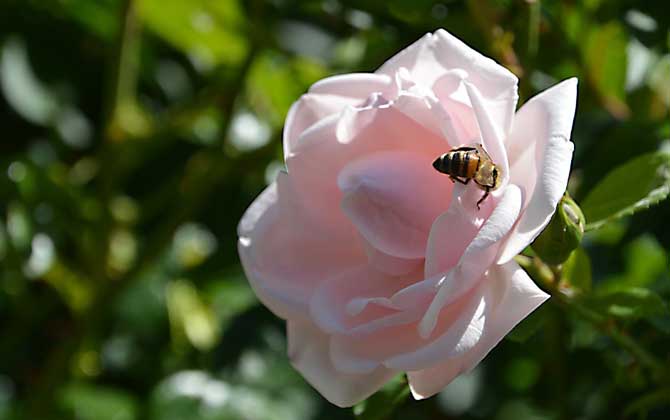 被蜜蜂蟄了會自愈嗎？
