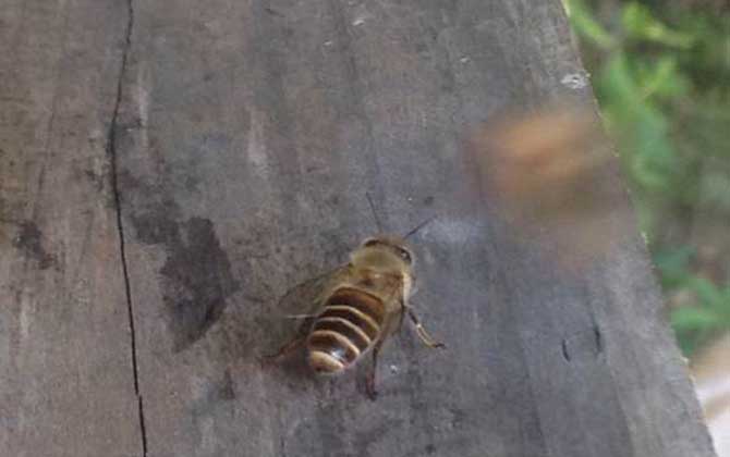 偵查蜂來后又不來了是什么原因？