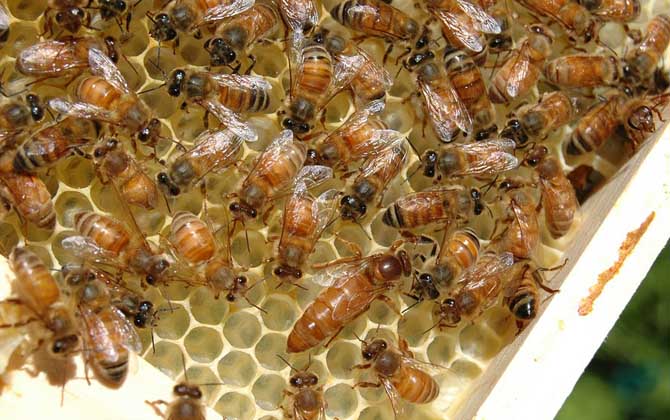 蜂群失王最多能堅持多久？