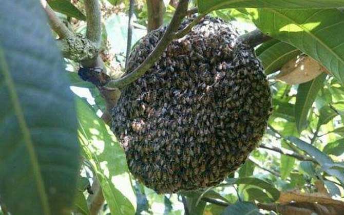 黑小蜜蜂能人工養殖嗎？