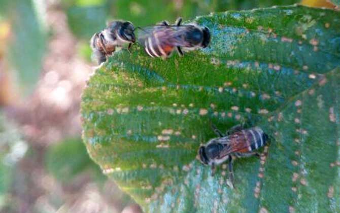 黑小蜜蜂蜇人有毒嗎？