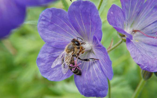 怎樣招蜜蜂方法最快？