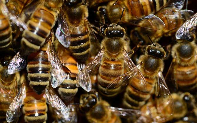 意蜂怎么樣分蜂發(fā)展快？