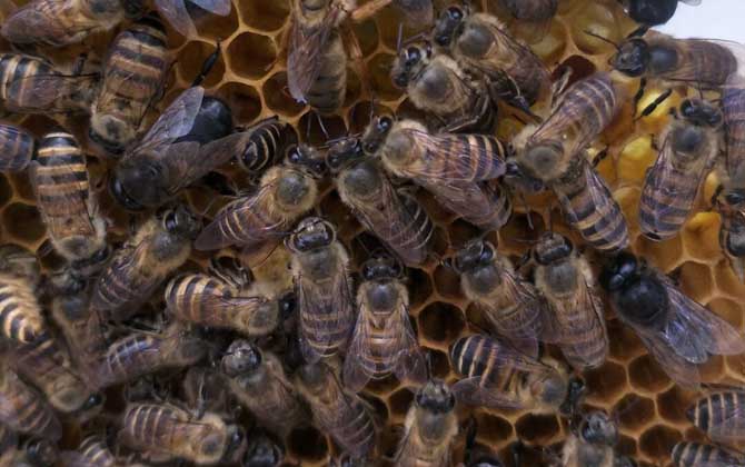 中蜂強群怎么養不分蜂？