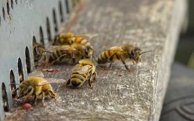 蜜蜂養(yǎng)殖技術及注意事項
