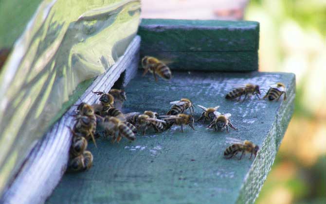 蜜蜂越冬糖什么時候喂？