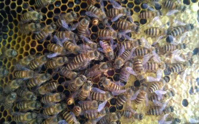 蜜蜂秋繁21天能安全越冬嗎？