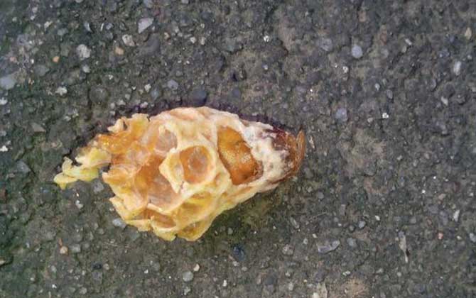 怎樣介入王臺(tái)最易成功？