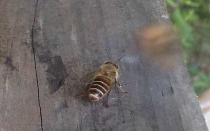 怎樣吸引偵查蜂前來(lái)偵查？