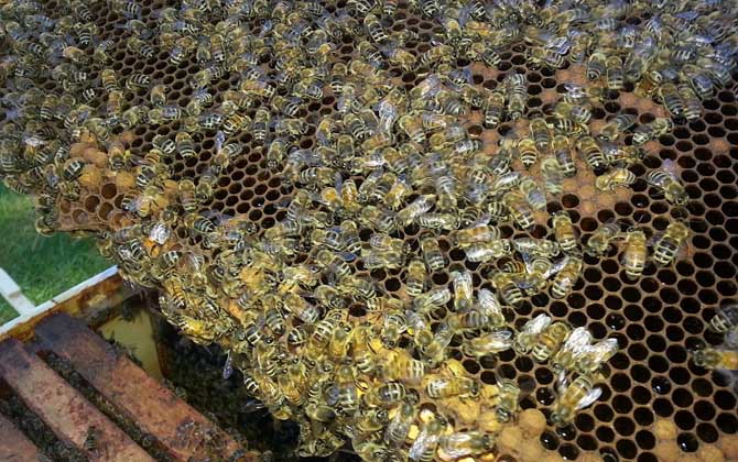 雙王群上繼箱會打架嗎？