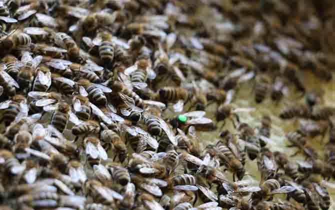 雙王群怎么上繼箱？