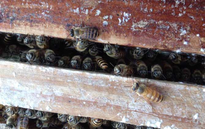 中蜂秋繁地區(qū)時(shí)間表及注意事項(xiàng)