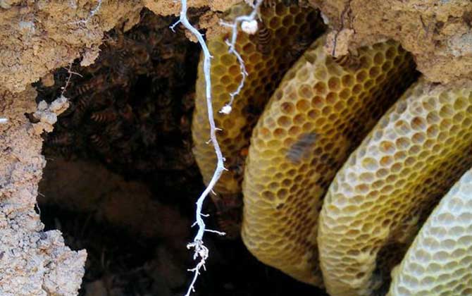 蜜蜂會在哪里筑巢？選址極為苛刻，不滿足這些條件絕不安“家”！