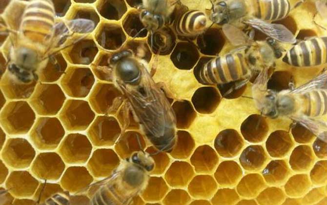 養蜂為什么要換蜂王？看完這幾個原因，你就知道換王有多重要了！