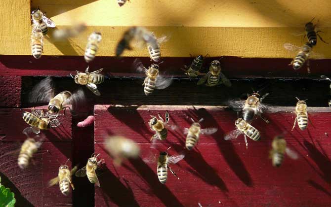 養蜂人為什么越來越少？難道養蜂不賺錢，真相說出來你可能不信！