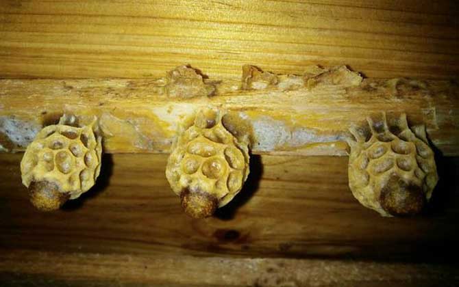 養蜜蜂怎么育王？像這樣人工育王，輕松培育出大量的優質蜂王！