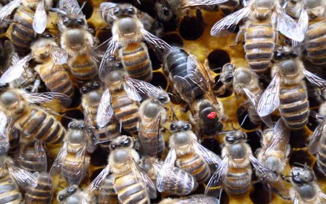 蜂王不產卵是什么原因？真相無非這幾個，搞清楚才能“對癥下藥”！