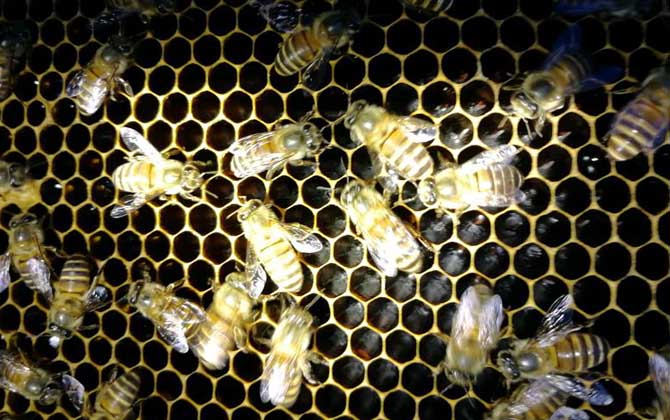 春季起王臺怎么處理？毀臺只能“治標”，像這樣做才能“治本”！