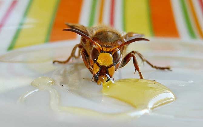 蜂蜜美容的最佳方法，掌握這些常識(shí)和竅門，美容效果將事半功倍！