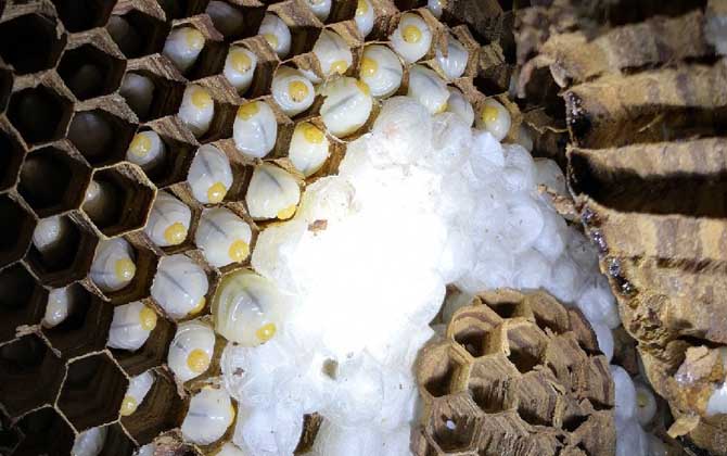 吃蜂蛹的禁忌有哪些？除了不能過量食用，還要警惕發生過敏反應！