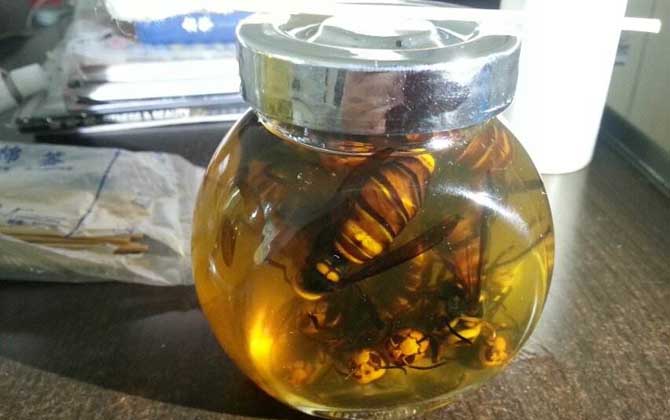 蜂酒的功效與作用有哪些？不但能祛風除濕，而且還能補腎壯陽！