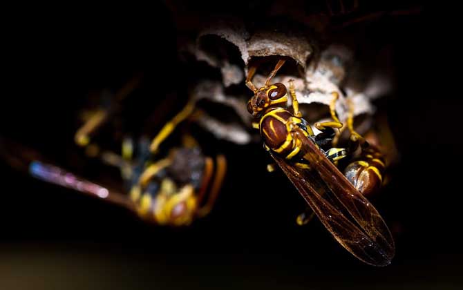 被馬蜂蟄了多久會死亡？未必會死亡，但馬蜂蟄人致死也常有發生！