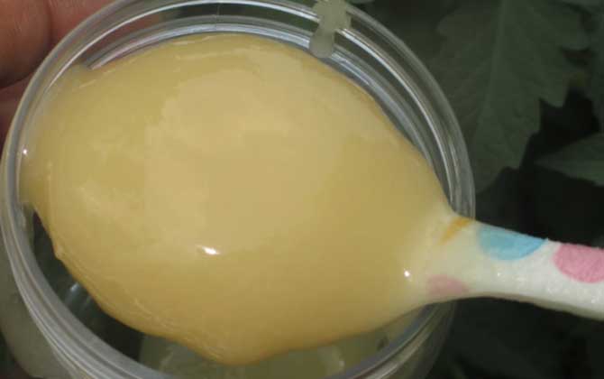 蜂蜜結晶好還是不結晶好？沒有定論，但完全不能結晶肯定是假蜜！