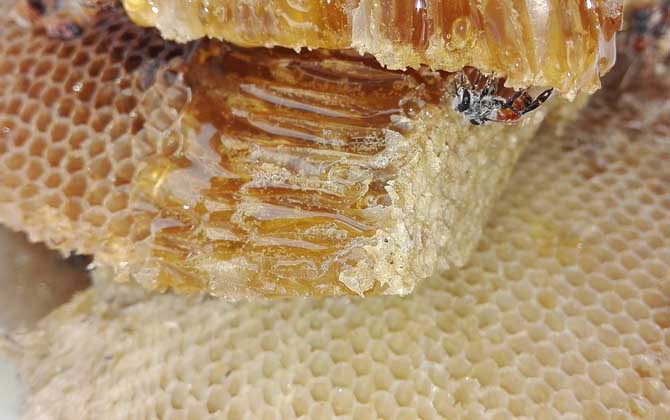 蜂蜜怎么樣才算好的？沒有明確的標準，自然成熟蜜都算是好蜂蜜！