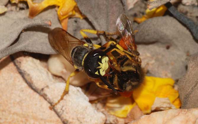 馬蜂蟄了腫了抹什么藥？像這樣處理，不但能止痛，還能快速消腫！