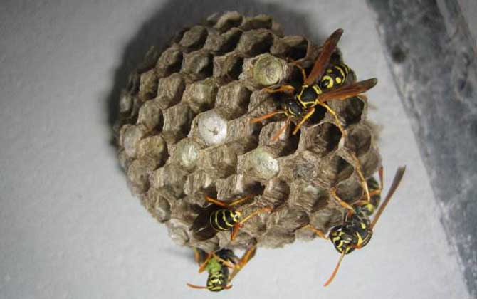 馬蜂入宅預(yù)兆著什么？無關(guān)禍福，但迷信說法中預(yù)兆著福氣和財(cái)運(yùn)！