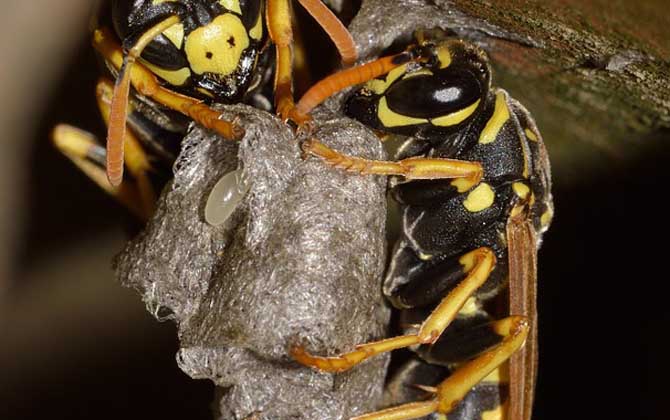 馬蜂在窗戶角筑巢咋辦？要視情況而定，若威脅到安全要及時搗毀！