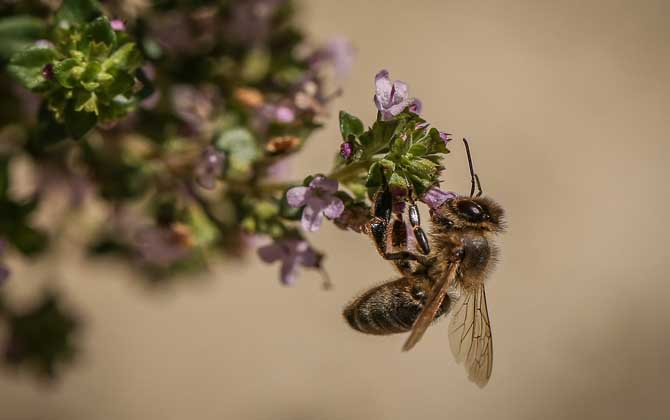 世界上十大最厲害的蜂，它們令人聞風(fēng)喪膽，第一名已殺死上千人！