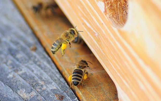 一箱蜂一年能分幾箱？沒有固定的答案，主要取決于分蜂方式！