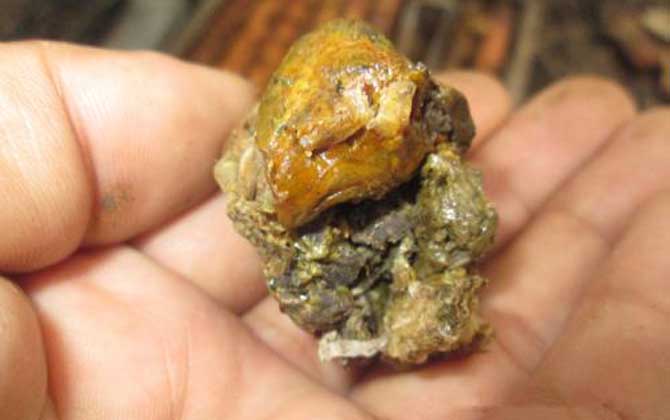 原始?jí)K狀蜂膠的食用方法，不建議直接食用，容易重金屬中毒！