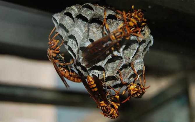 蜂房的藥用價(jià)值與功效主治，不但能攻毒殺蟲，還能祛風(fēng)止痛！