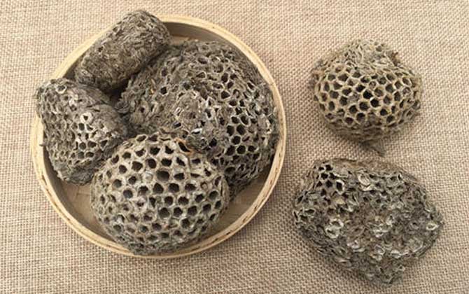 蜂房怎樣吃不會中毒？蜂房有小毒，必須在醫(yī)生的指導(dǎo)下服用！