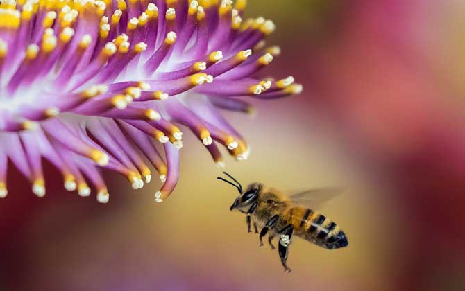 蜂毒能殺死癌細(xì)胞嗎？目前尚無定論，但蜂毒的確能防癌、抗癌！