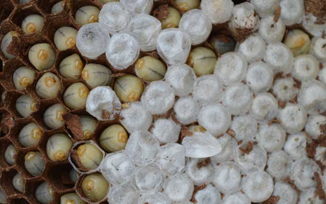 女人吃蜂蛹的功效與作用，不但能增強體質，而且還能美容養顏！