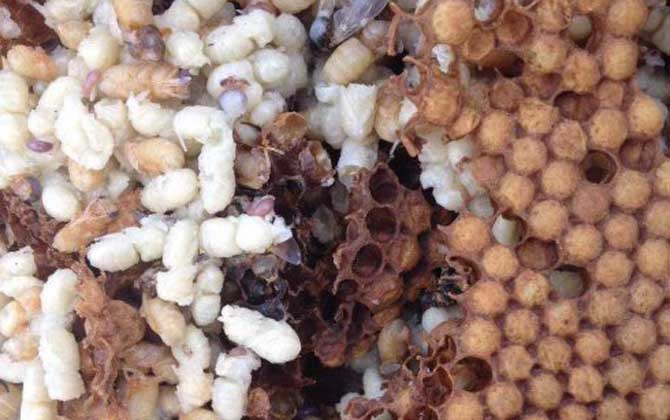 雄蜂蛹哪里有賣的？比較少見，少數大型養蜂場會培育雄蜂蛹！