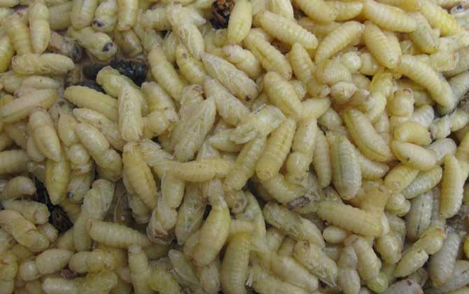 蜂蛹不能和什么一起吃？不存在食物相克，但要避免發(fā)生過敏！