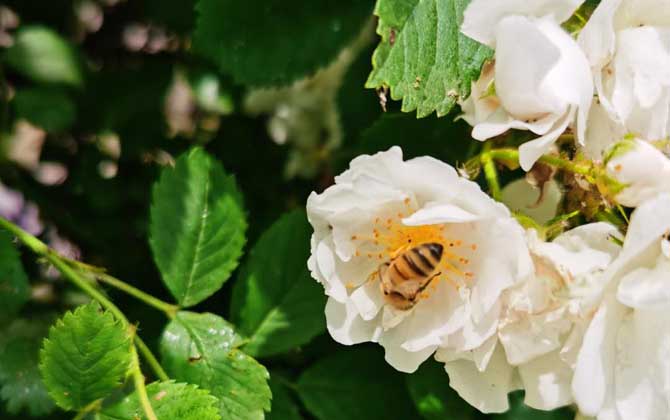 最簡單找山蜜蜂方法，學(xué)會(huì)這幾招，野生蜜蜂窩一找一個(gè)準(zhǔn)！