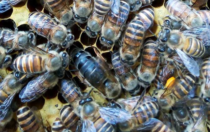 怎樣用自然王臺(tái)人工分蜂？